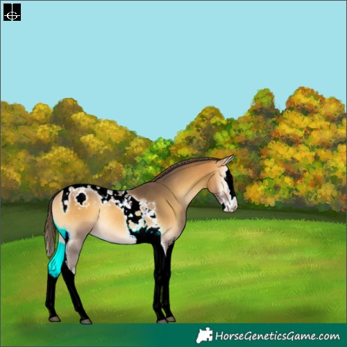 Horse Color:Buckskin Onyx Splash Tobiano Appaloosa Rabicano 