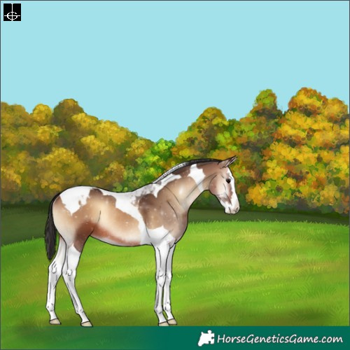 Horse Color:Brown Onyx Splash Tobiano Varnish Rabicano 