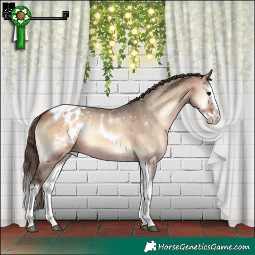 Horse Color:Brown Onyx Splash Tobiano Appaloosa Rabicano 