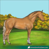 Horse Color:Palomino Tobiano 