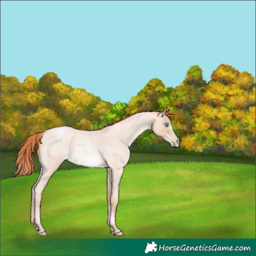 Horse Color:Sable Champagne Roan Pearl Frame 