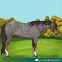 Horse Color:Liver Red Roan Tobiano 