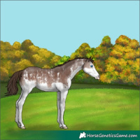 Horse Color:Liver Chestnut Sabino Splash