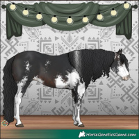 Horse Color:Brown Sabino 