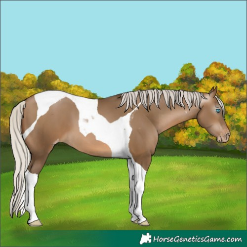 Horse Color:Gray Silver Buckskin Pearl Tobiano Varnish 