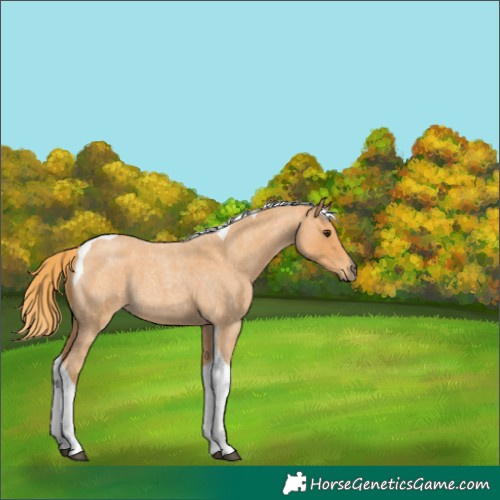 Horse Color:Red Roan Tobiano 