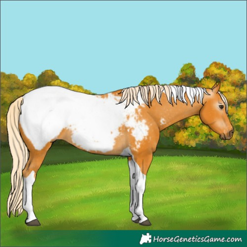 Horse Color:Gray Palomino Tobiano Near Fewspot 