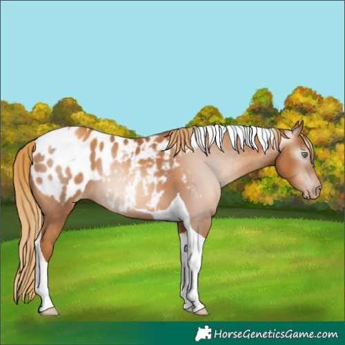Horse Color:Gray Gold Champagne Tobiano Blanket 