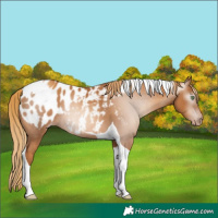 Horse Color:Gray Gold Champagne Tobiano Appaloosa
