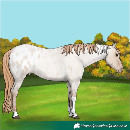 Horse Color:Grullo Roan Pearl Tobiano Appaloosa 