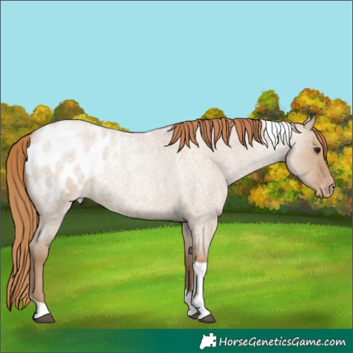 Horse Color:Grullo Roan Pearl Tobiano Appaloosa 