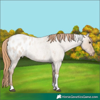 Horse Color:Grullo Roan Pearl Tobiano Appaloosa 