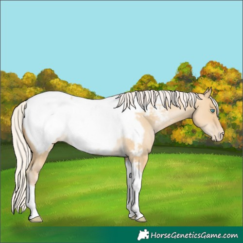 Horse Color:Silver Buckskin Pearl Dun Tobiano Snowcap 