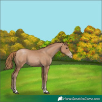 Horse Color:Black Pearl 