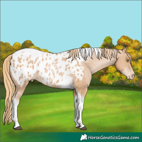 Horse Color:Chestnut Pearl Tobiano Appaloosa 