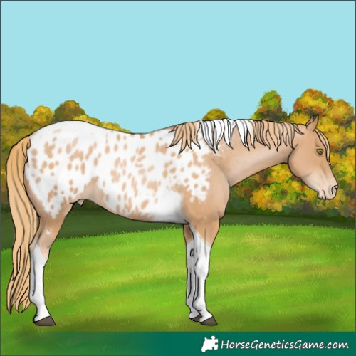 Horse Color:Chestnut Pearl Tobiano Appaloosa 