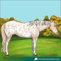 Horse Color:Chestnut Pearl Tobiano Appaloosa 