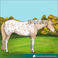 Horse Color:Chestnut Pearl Tobiano Appaloosa 