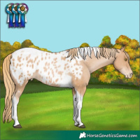 Horse Color:Chestnut Pearl Tobiano Blanket 