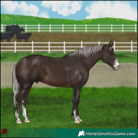 Horse Color:Silver Brown Sabino 