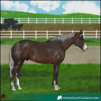 Horse Color:Silver Brown Sabino 
