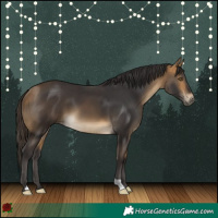 Horse Color:Buckskin 