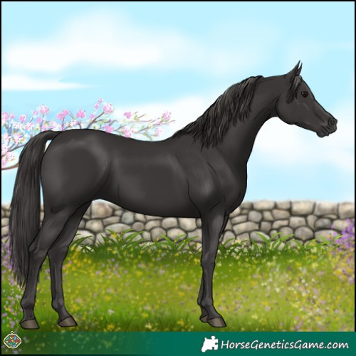 Horse Color:Smoky Black