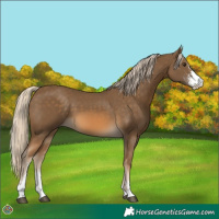 Horse Color:Chocolate Palomino Sabino 