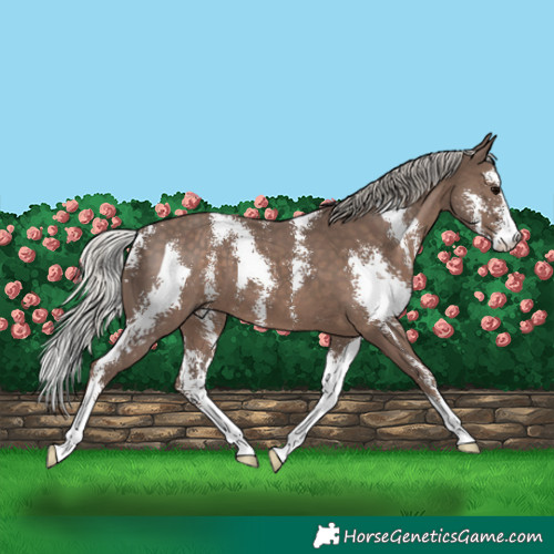 Horse Color:Silver Black Sabino