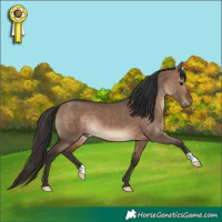 Horse Color:Brown Dun
