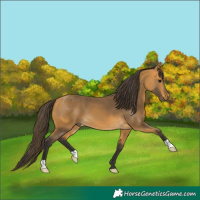 Horse Color:Buckskin 