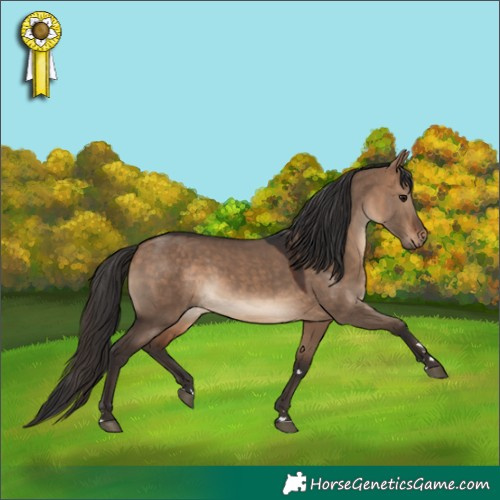 Horse Color:Bay Dun 