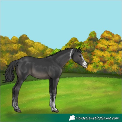 Horse Color:White Spotted Black 