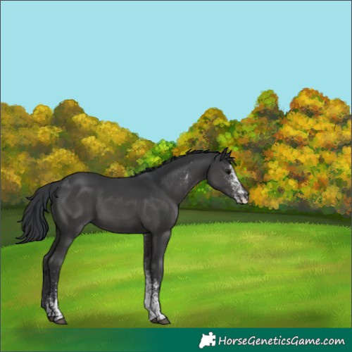 Horse Color:White Spotted Black 