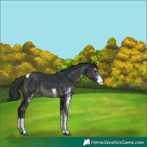 Horse Color:White Spotted Black Tobiano 