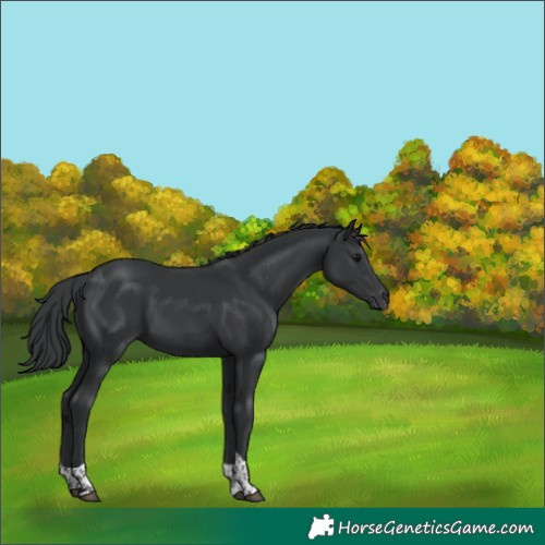 Horse Color:Black Tobiano 