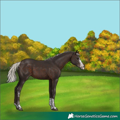 Horse Color:White Spotted Silver Brown Tobiano 