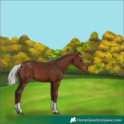 Horse Color:Silver Brown Tobiano 
