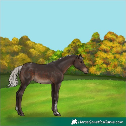 Horse Color:Silver Brown Tobiano 