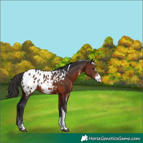 Horse Color:White Spotted Brown Tobiano Appaloosa 