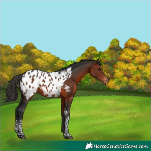 Horse Color:Brown Tobiano Appaloosa 