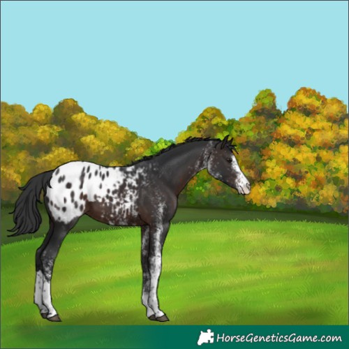 Horse Color:White Spotted Brown Tobiano Appaloosa 