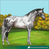 Horse Color:Gray Silver Brown Tobiano Appaloosa