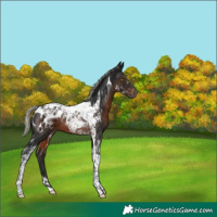 Horse Color:Gray Silver Brown Tobiano Appaloosa 