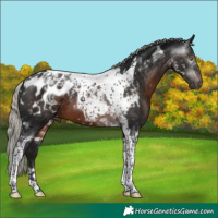 Horse Color:Gray Silver Brown Tobiano Appaloosa 