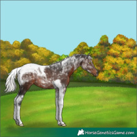 Horse Color:Gray Silver Brown Tobiano Rabicano