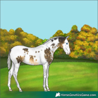 Horse Color:White Spotted Silver Buckskin Splash Tobiano