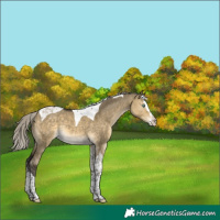 Horse Color:Silver Buckskin Dun Mushroom Splash Tobiano Rabicano 