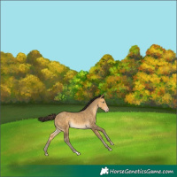 Horse Color:Sable Cream Champagne