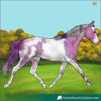 Horse Color:Watercolor Bay Roan Splash Tobiano Frame